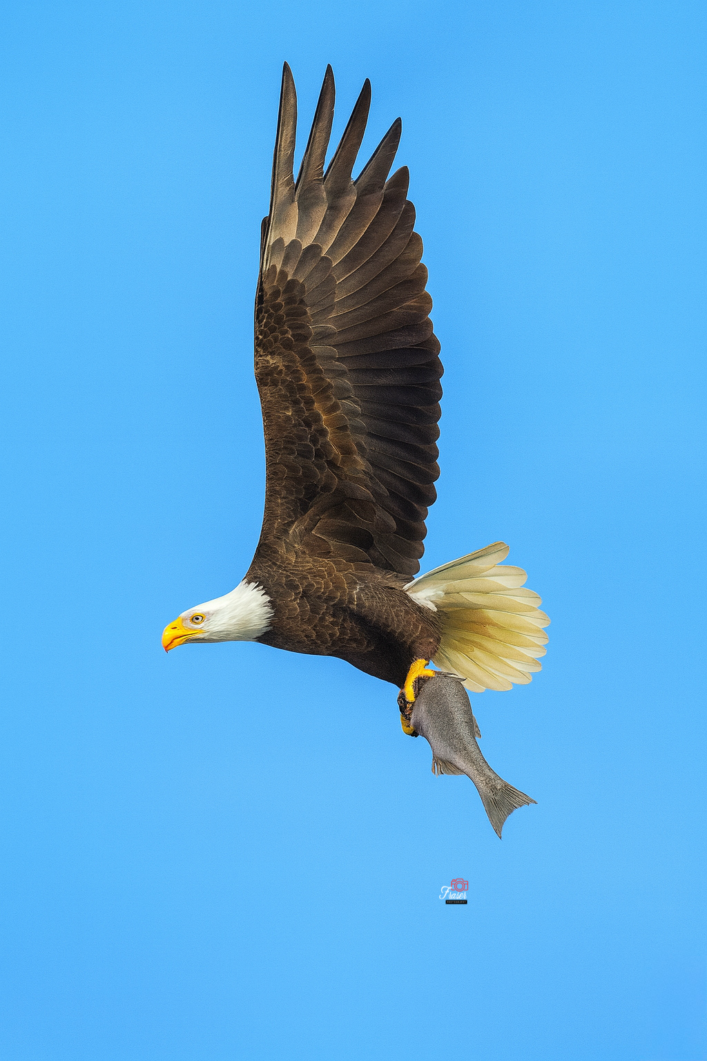Victory Flight