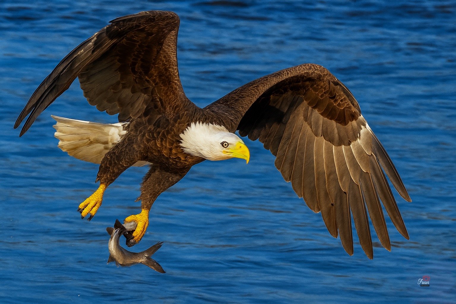 The Catch
