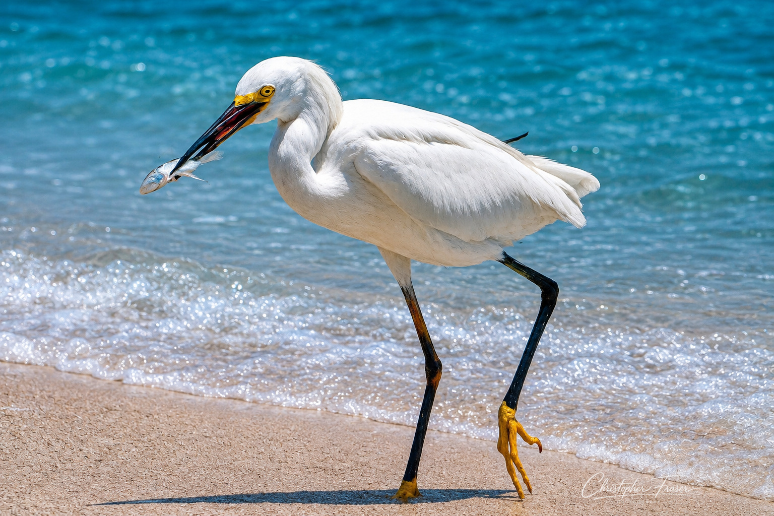 The Gulf Provides