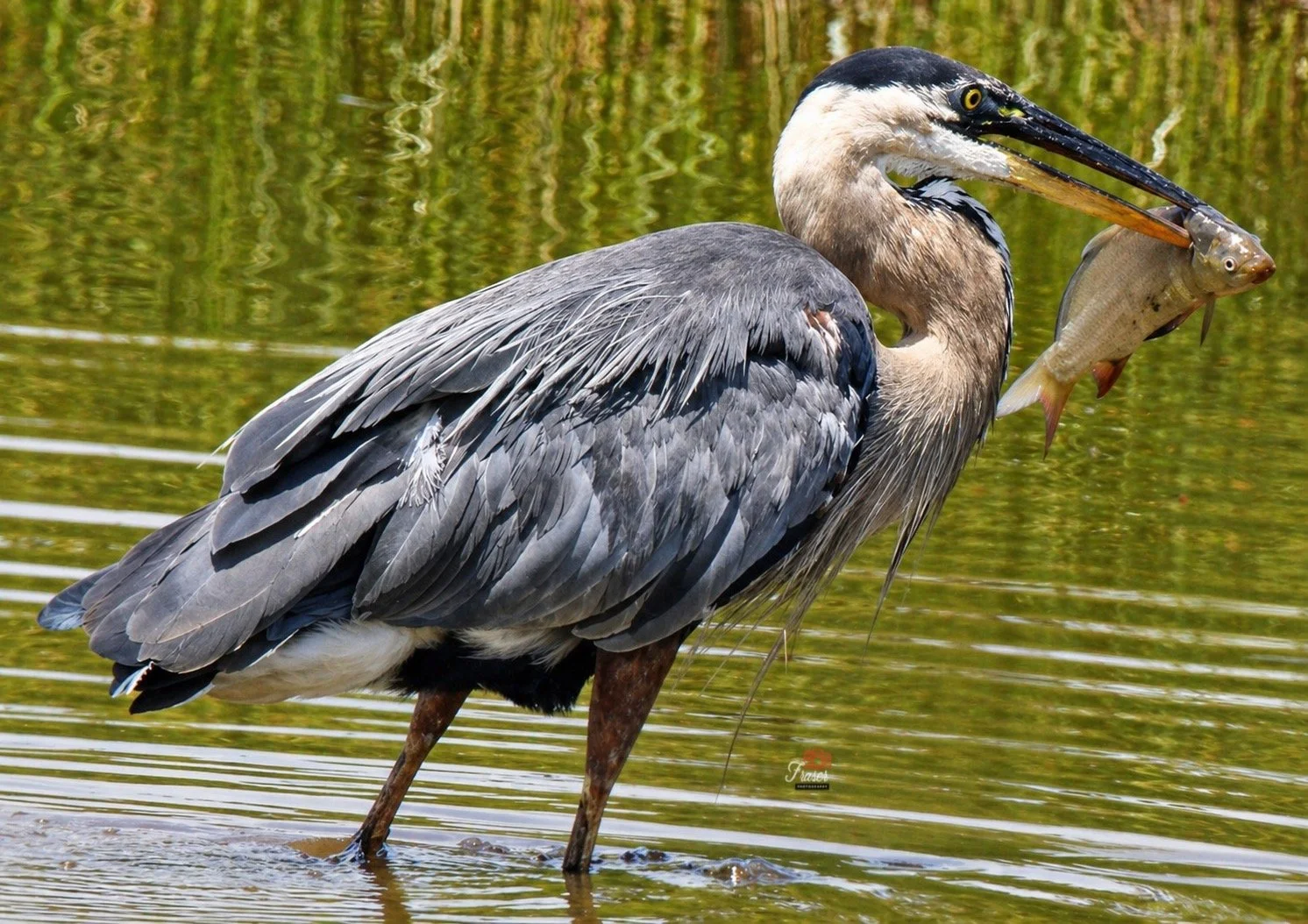 Fresh Catch