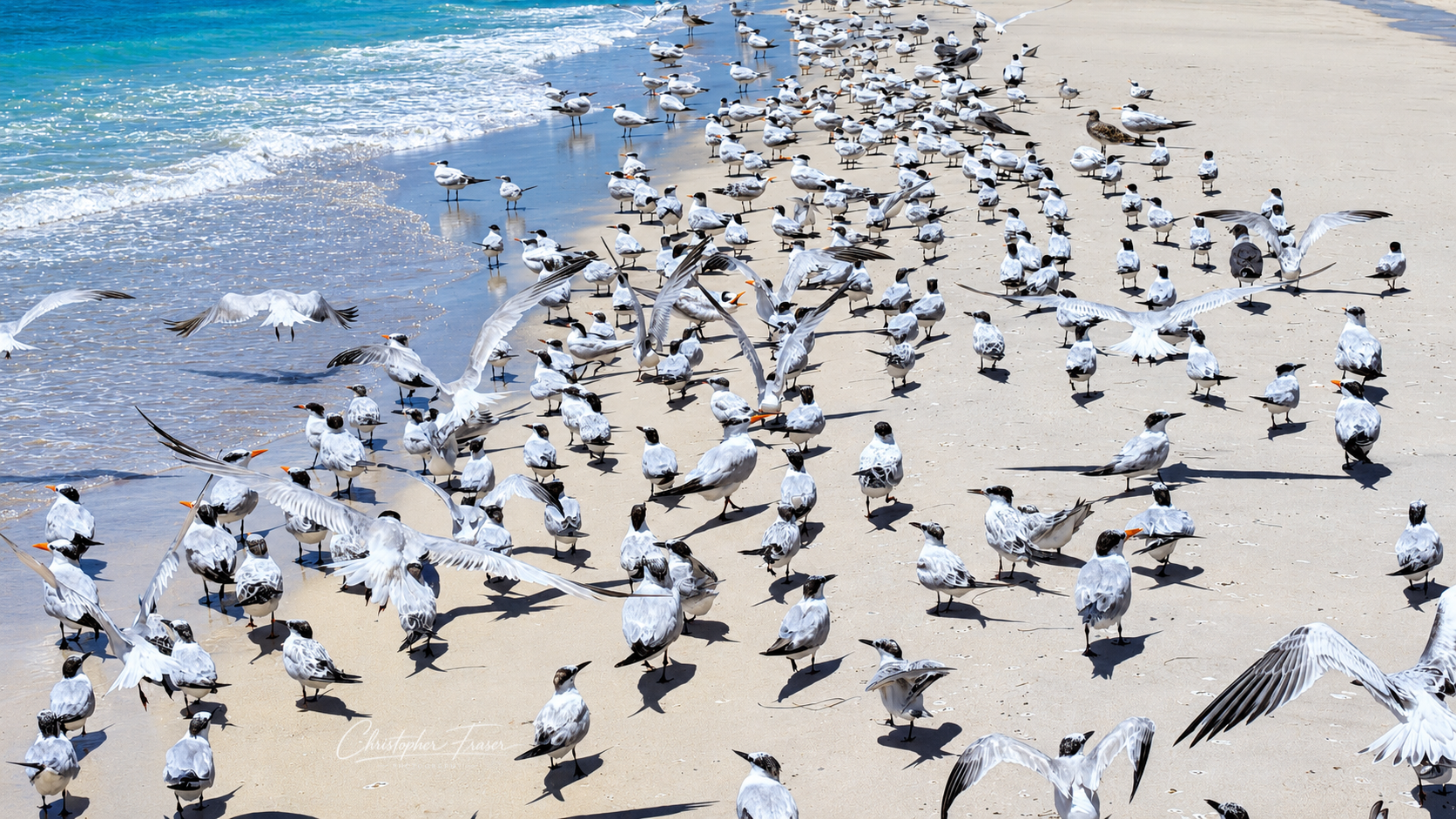 Terns of the Shore