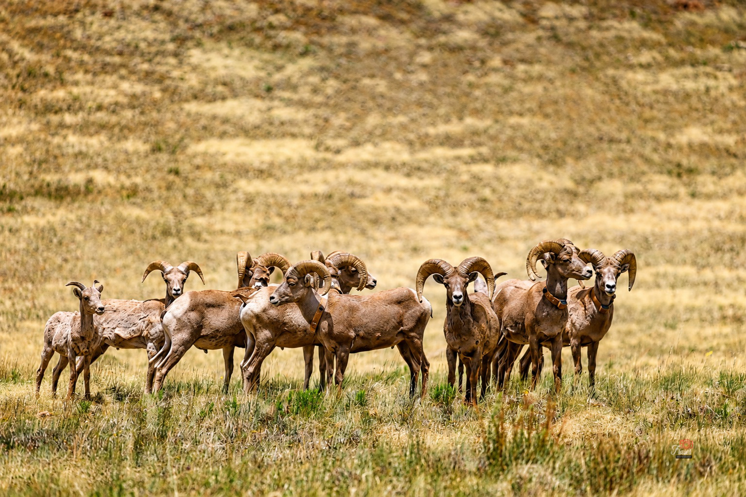 Lords of the Rockies
