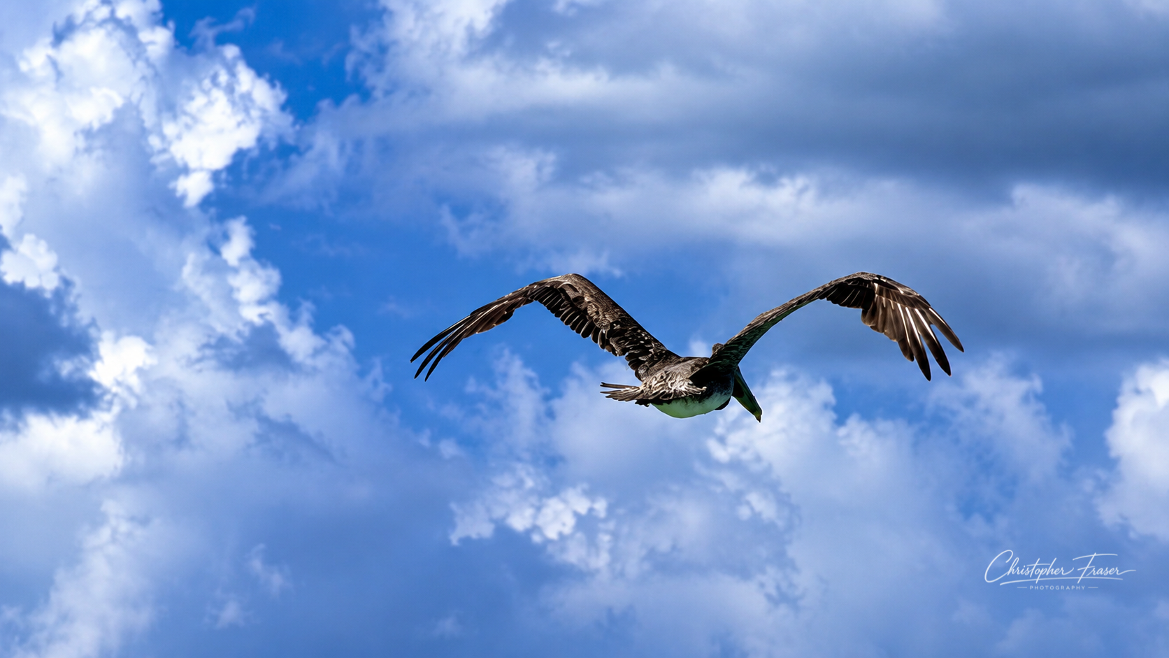 Wings Beneath the Clouds