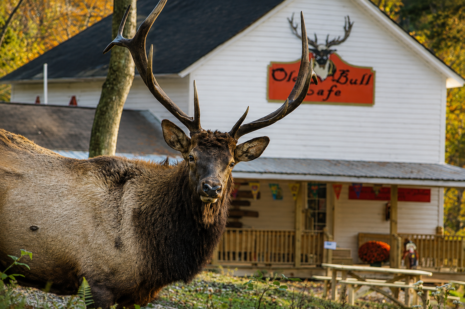The Stare of the Bull