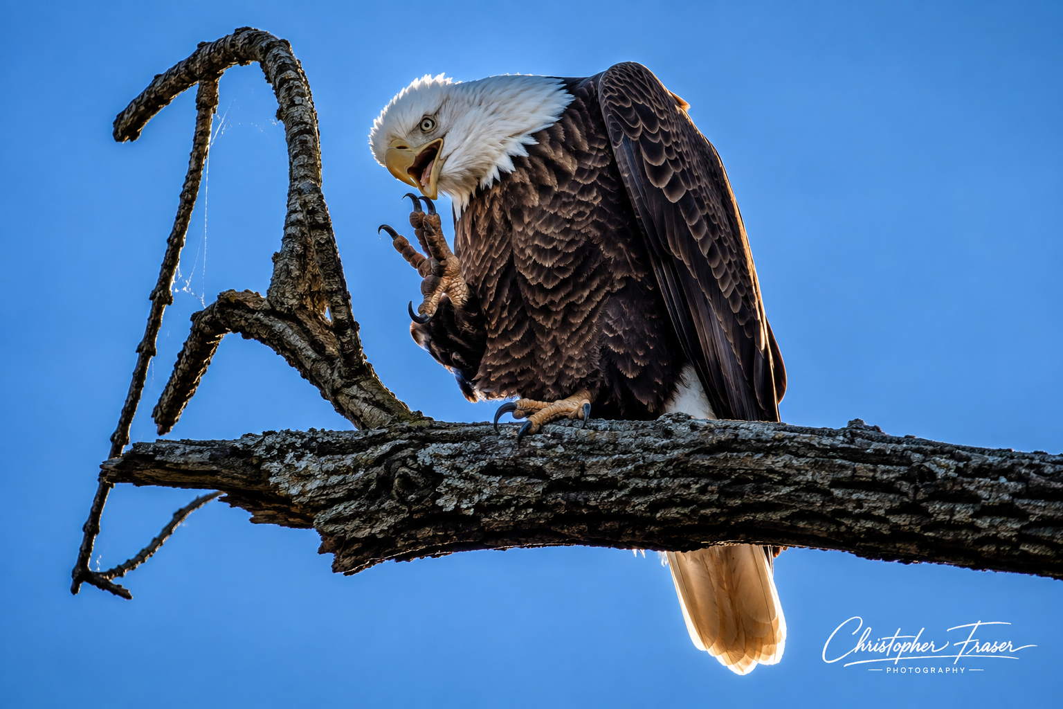 The Eagle’s Pause