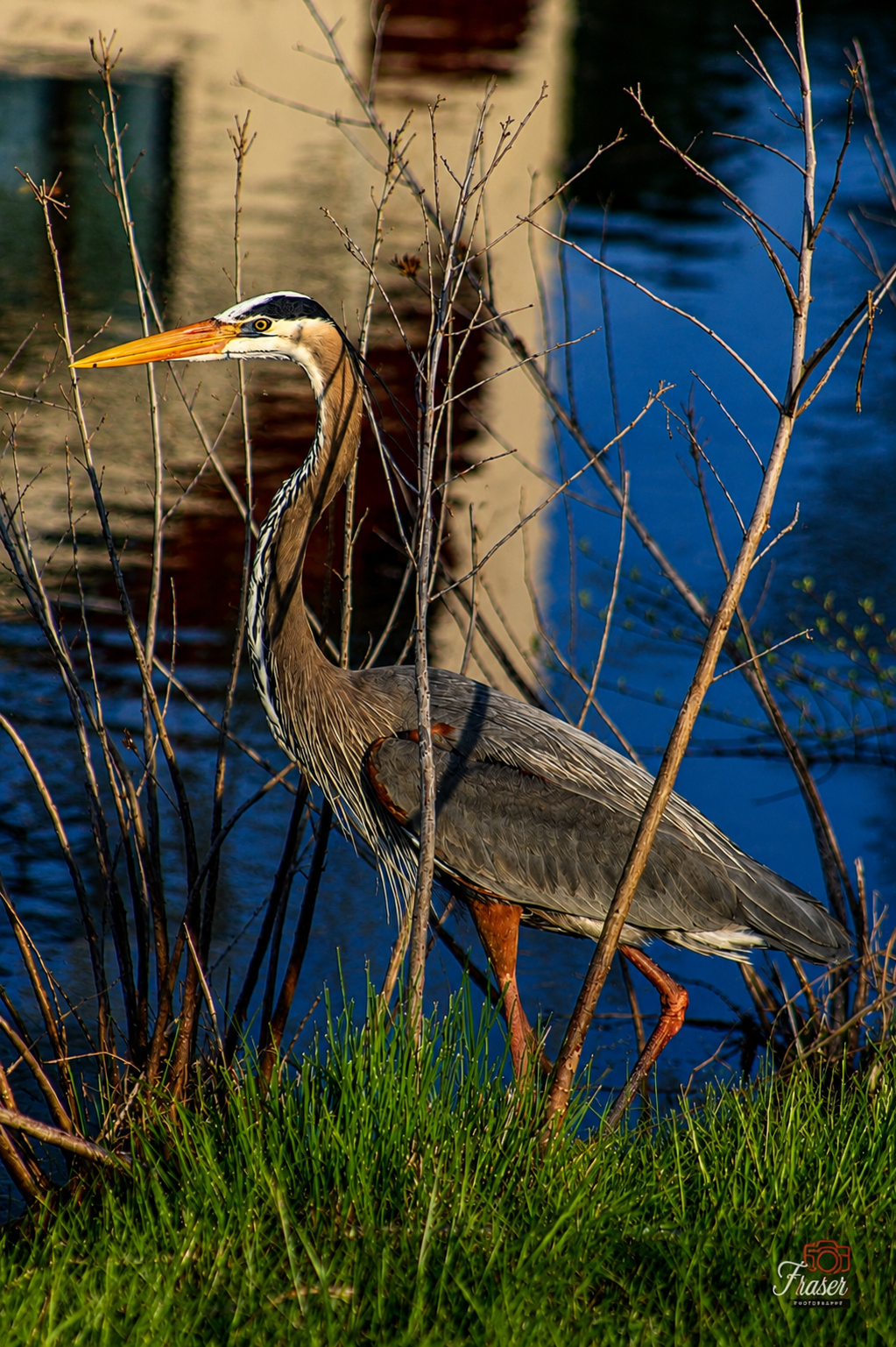Stillness at the Water’s Edge
