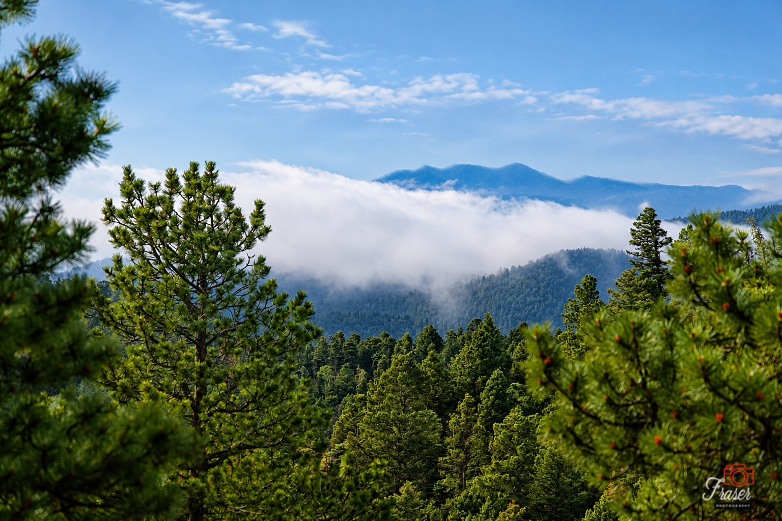 Above the Mist