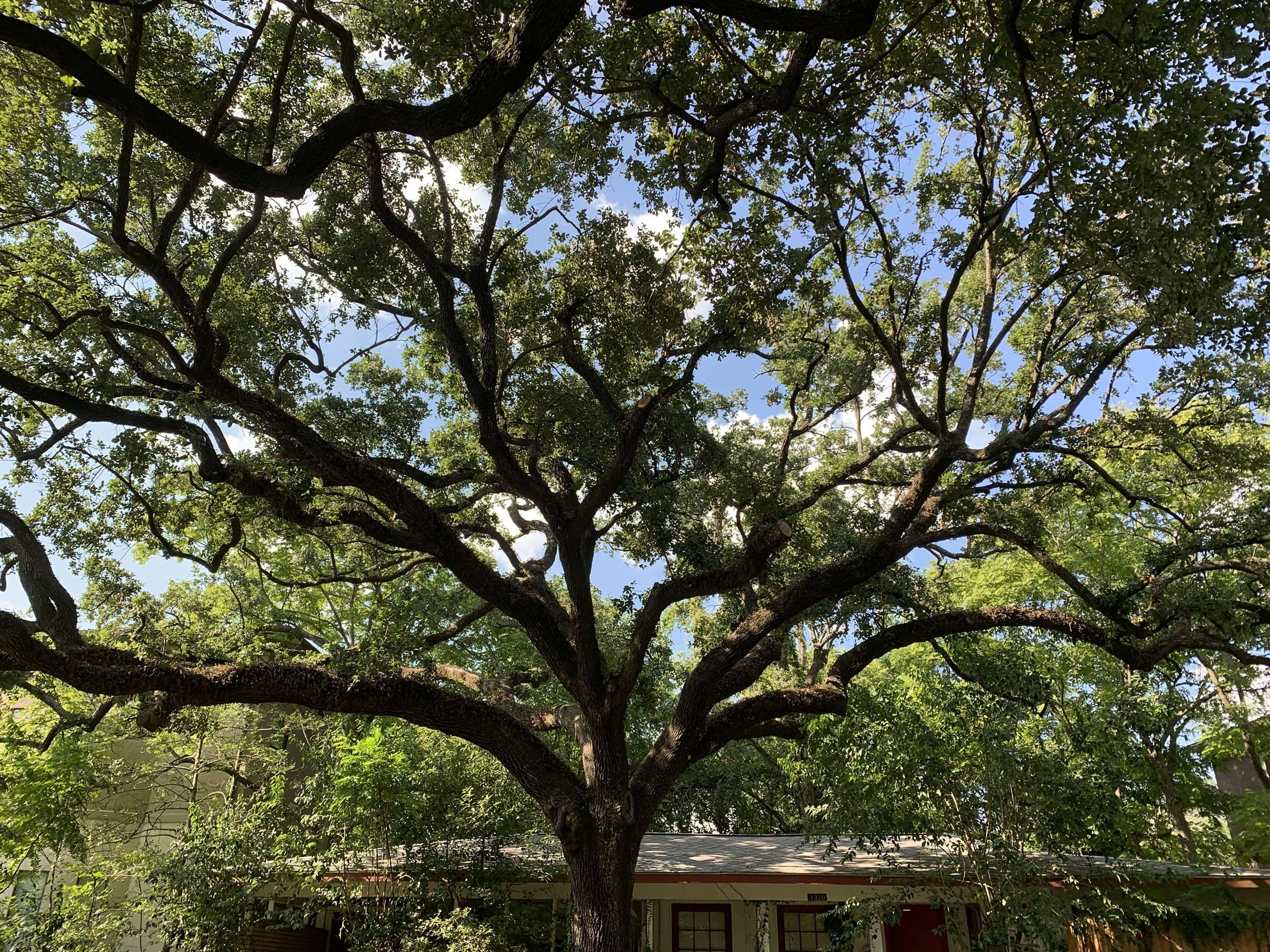 Mature live oak with a wide spreading canopy shading a Katy, TX home