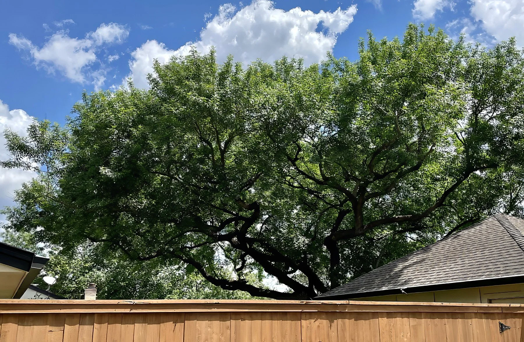 Why Tree Planting Matters in Texas: A Guide to Sustainable Growth