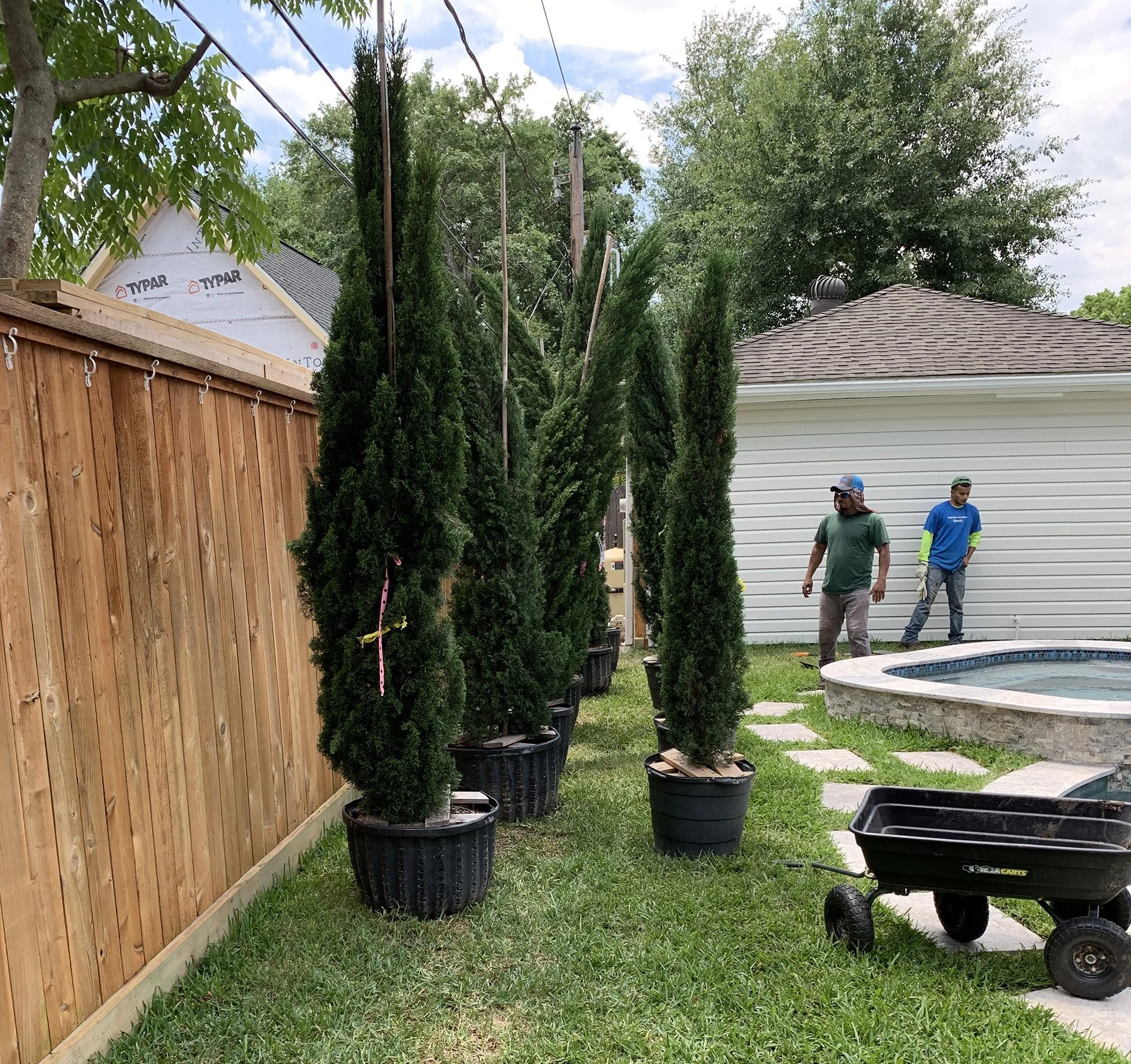 Crew installing columnar evergreens along a wooden fence in a poolside backyard