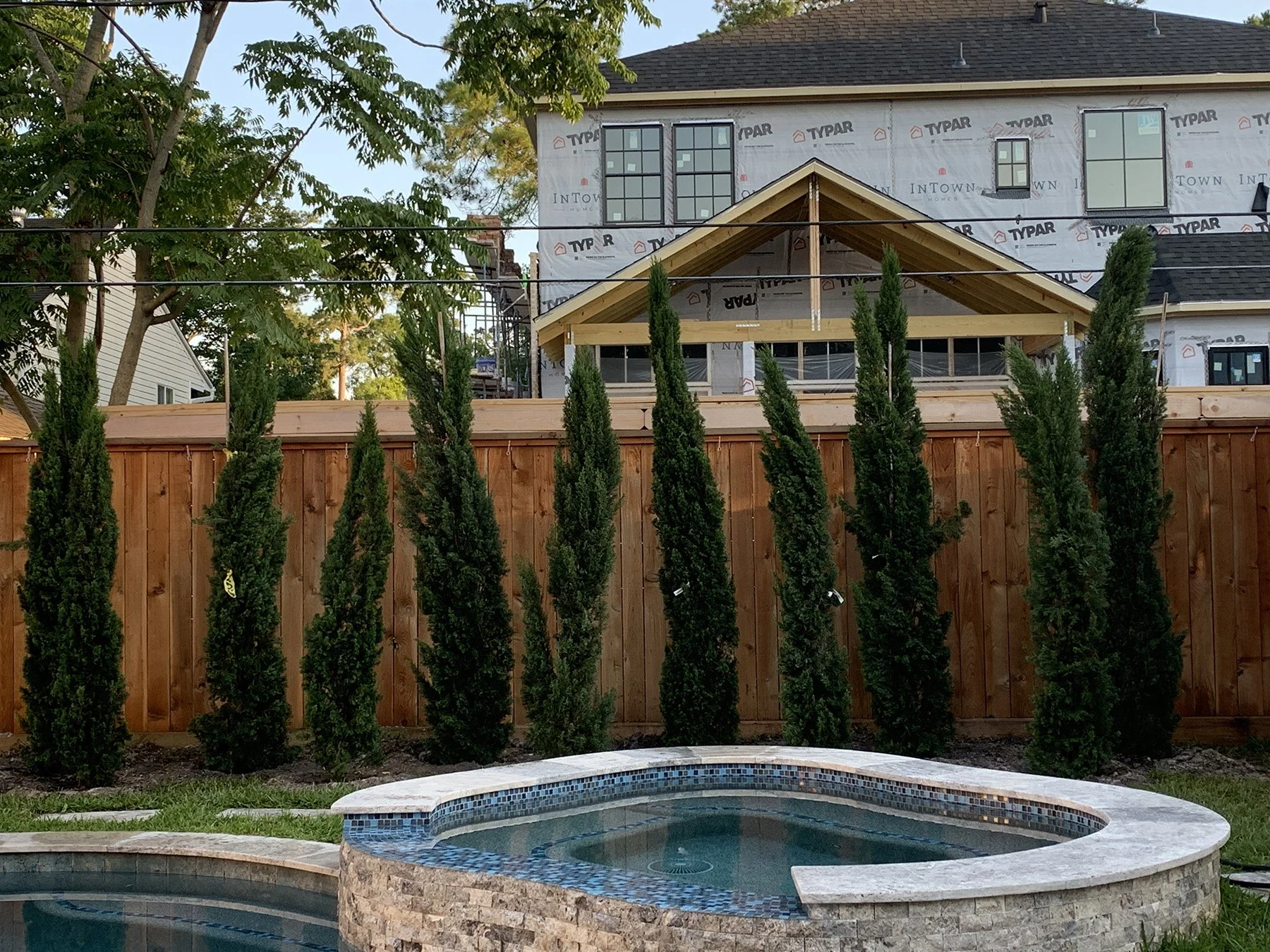 Row of newly planted columnar evergreens screening a wooden fence beside a backyard pool