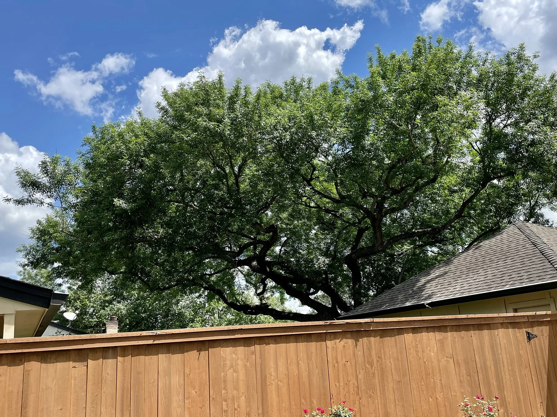 Live oak canopy pruned back from a roofline above a wooden fence
