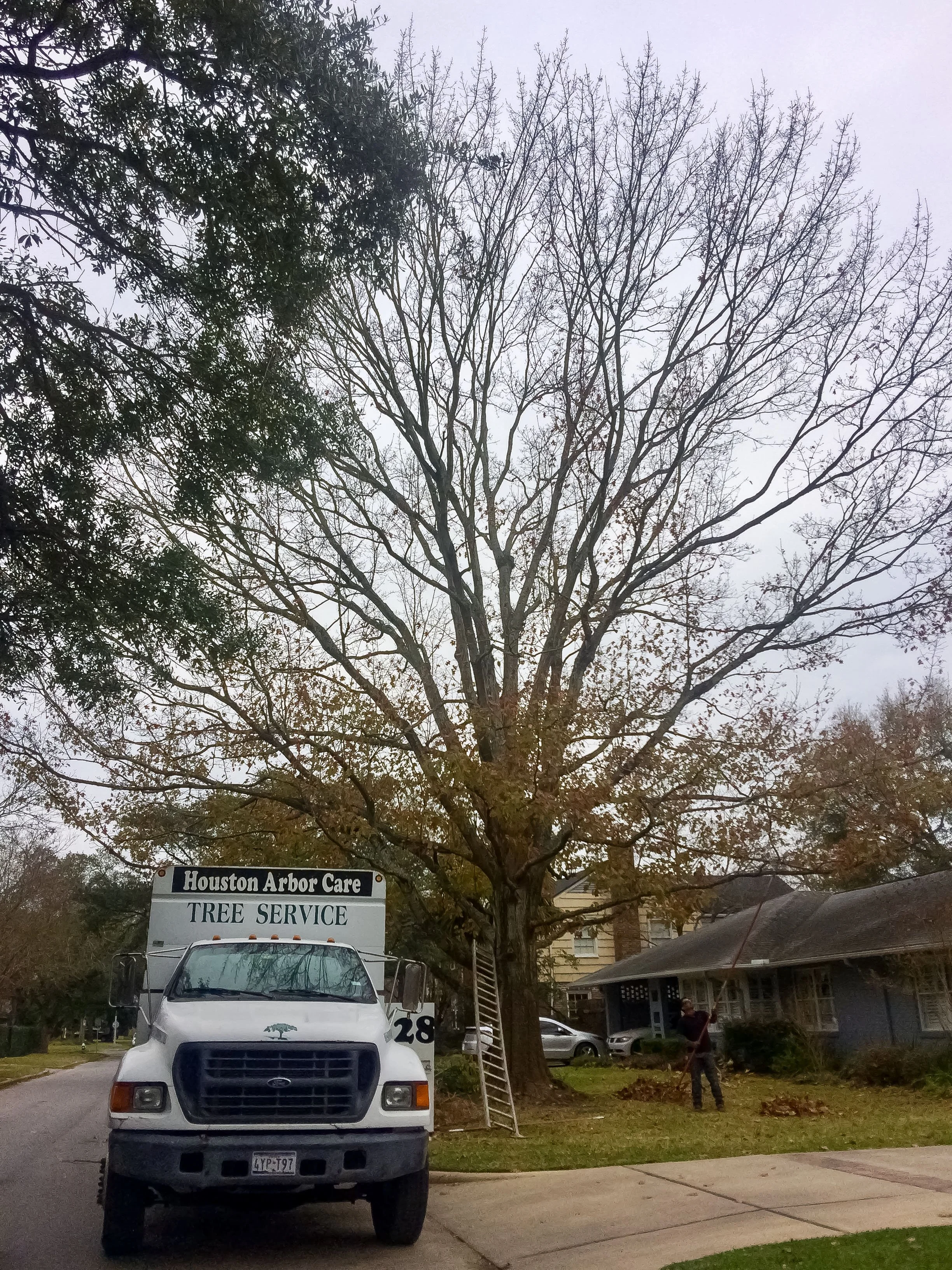 Houston Arbor Care truck parked on a residential street beneath a large dormant shade tree