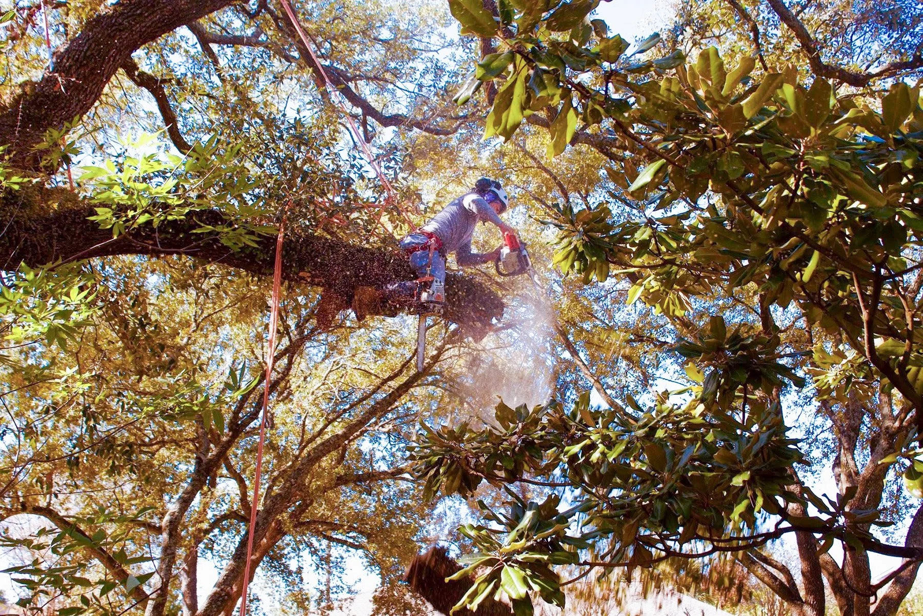 Climbing arborist making a cut high in a live oak canopy