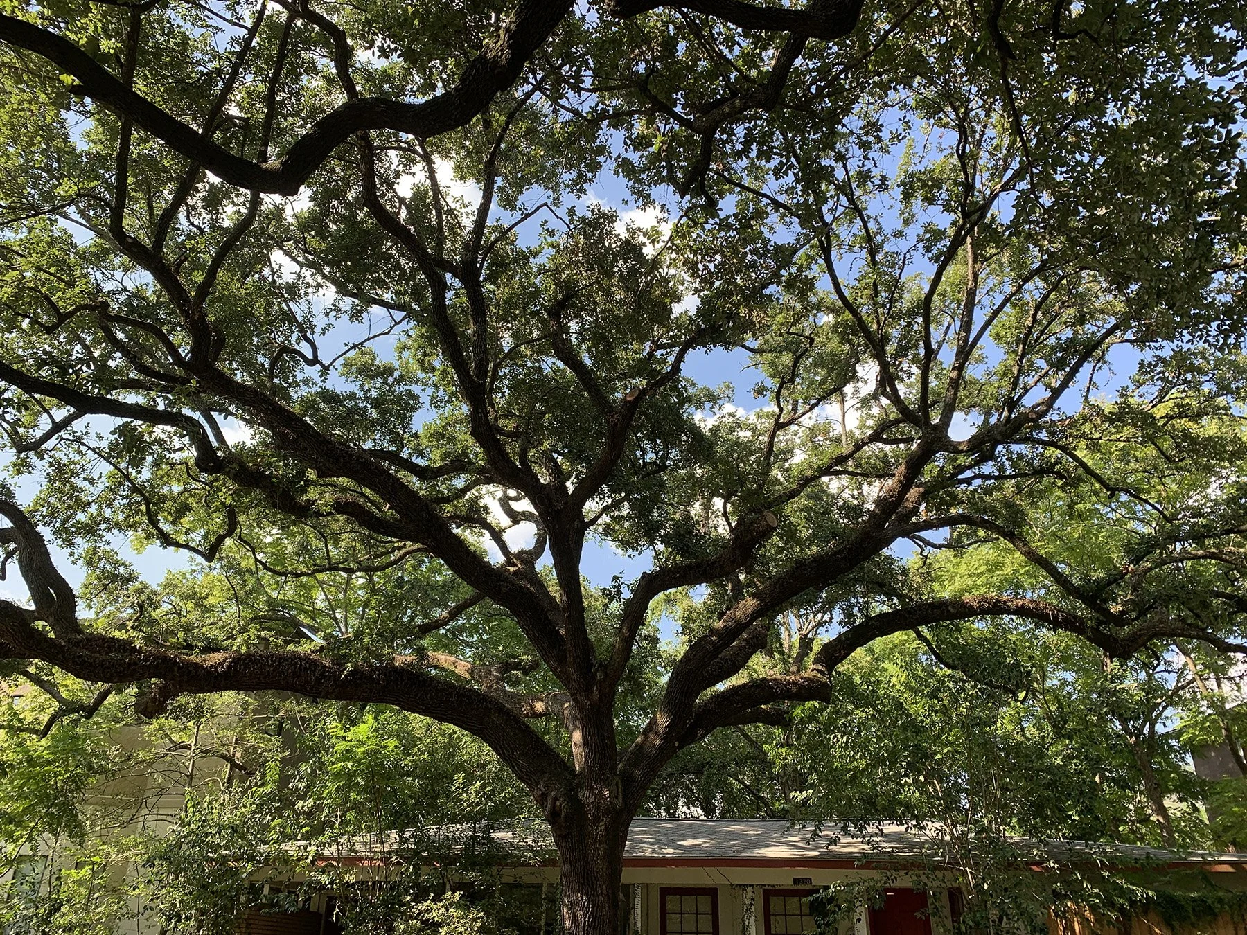 Pruned live oak canopy arching over a single story house