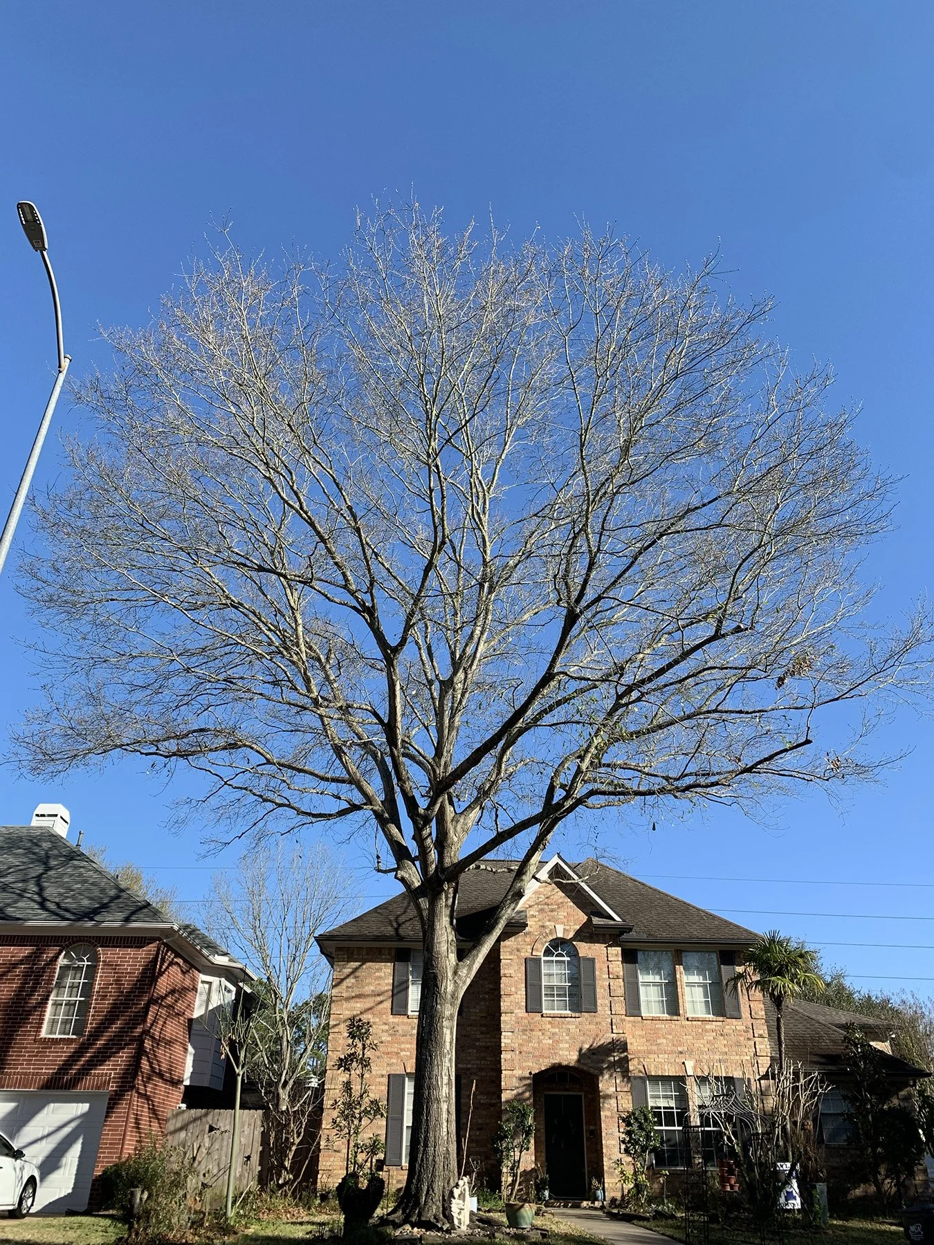 Dormant shade tree in the front yard of a two story brick home