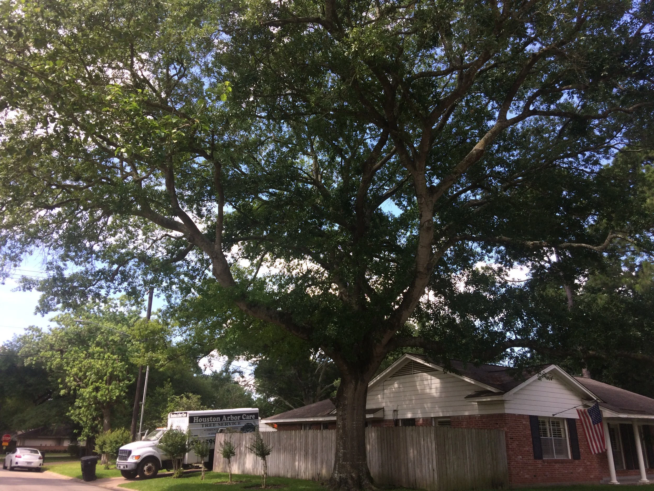 Mature shade tree at a residential home with the Houston Arbor Care truck at the curb