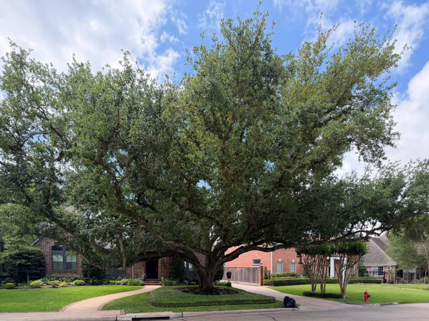 Mature live oak with a raised crown in the front yard of a brick home
