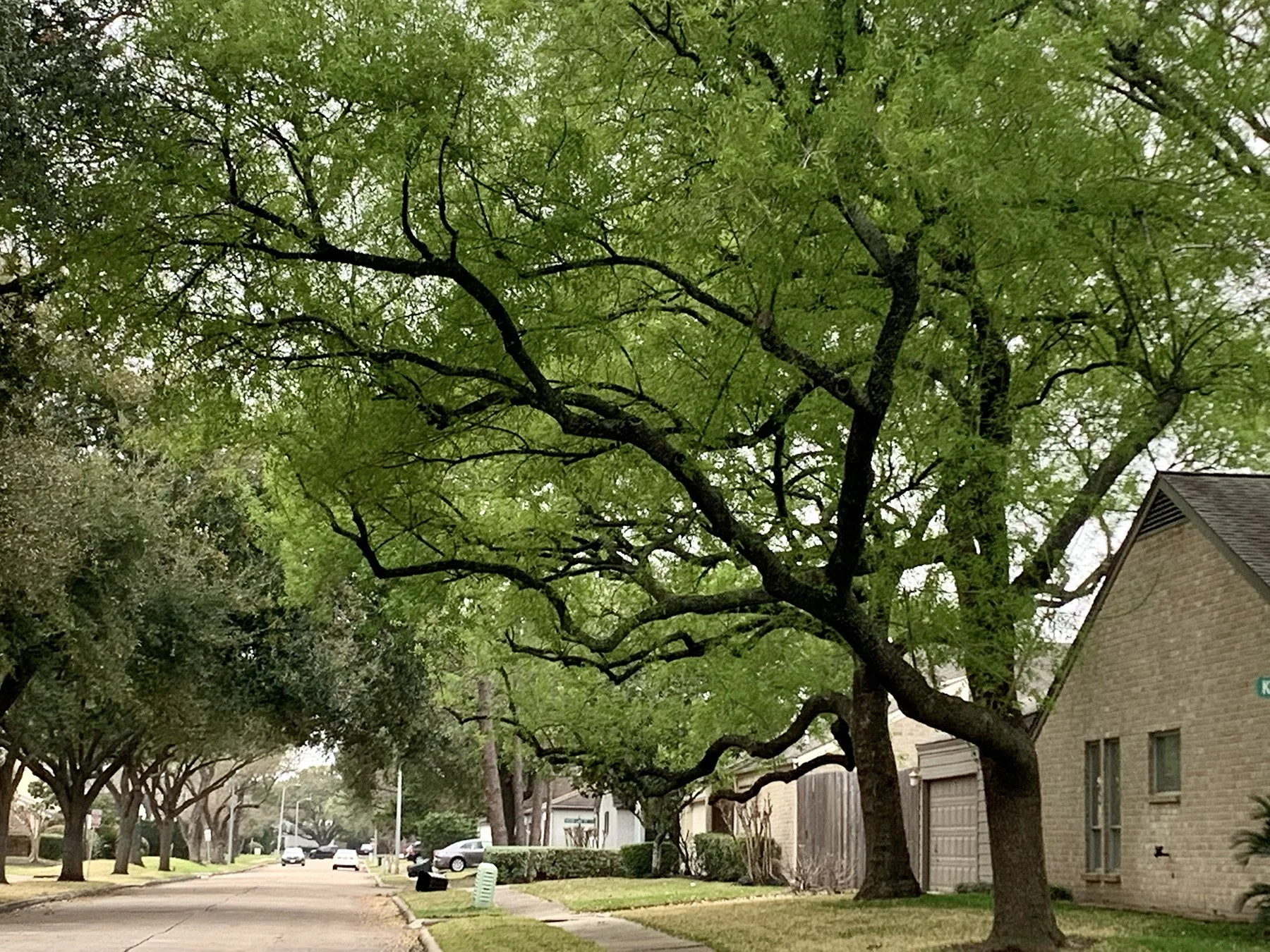 Large tree canopy arching over a residential street in front of a brick home