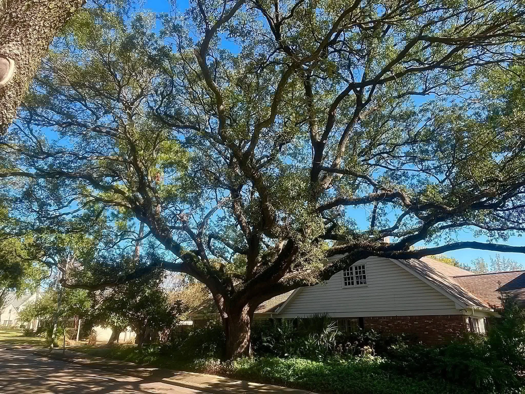 Live oak canopy spreading over the roof of a single story house