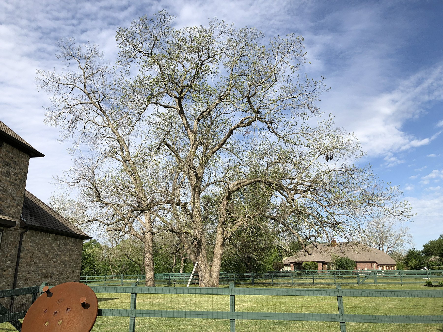 Large dormant hardwood shade tree in a fenced residential backyard