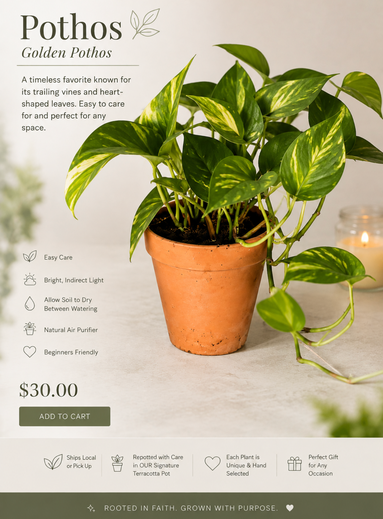 Potted Peaceful Pothos