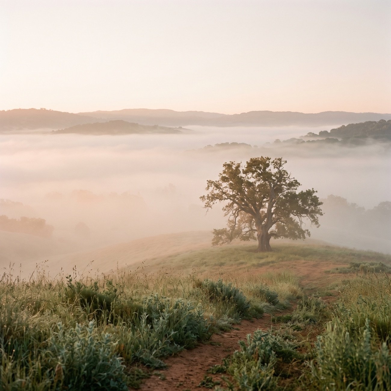 A lone tree on a grassy hill with fog rolling over distant hills in the background during dawn or dusk.