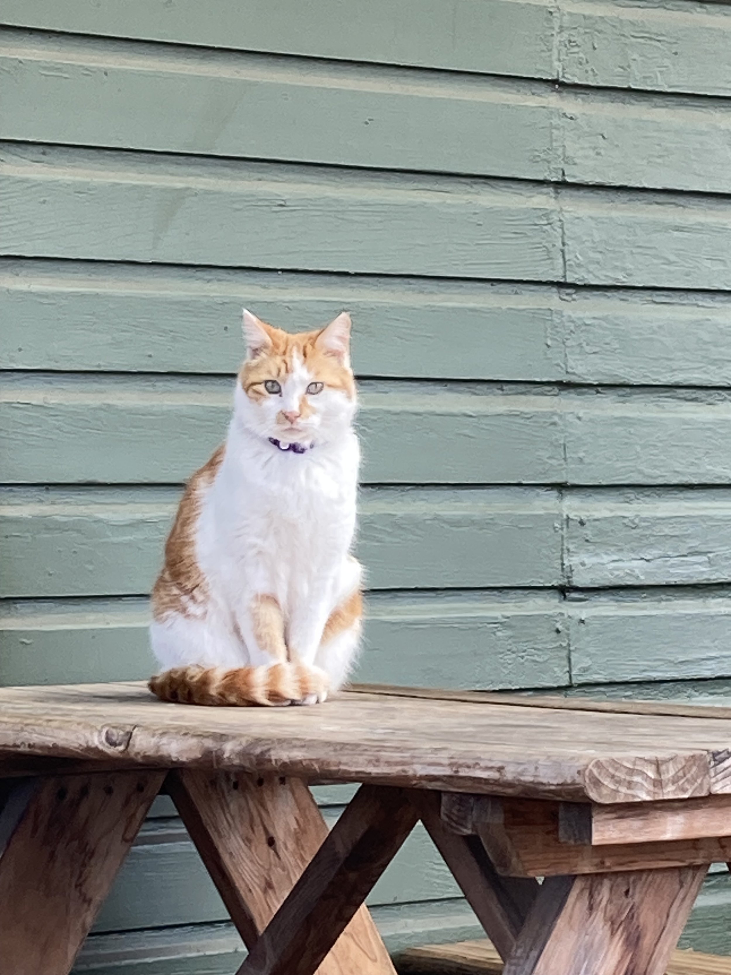An orange and white cat sitting on a wooden picnic table in front of green painted horizontal wooden siding.