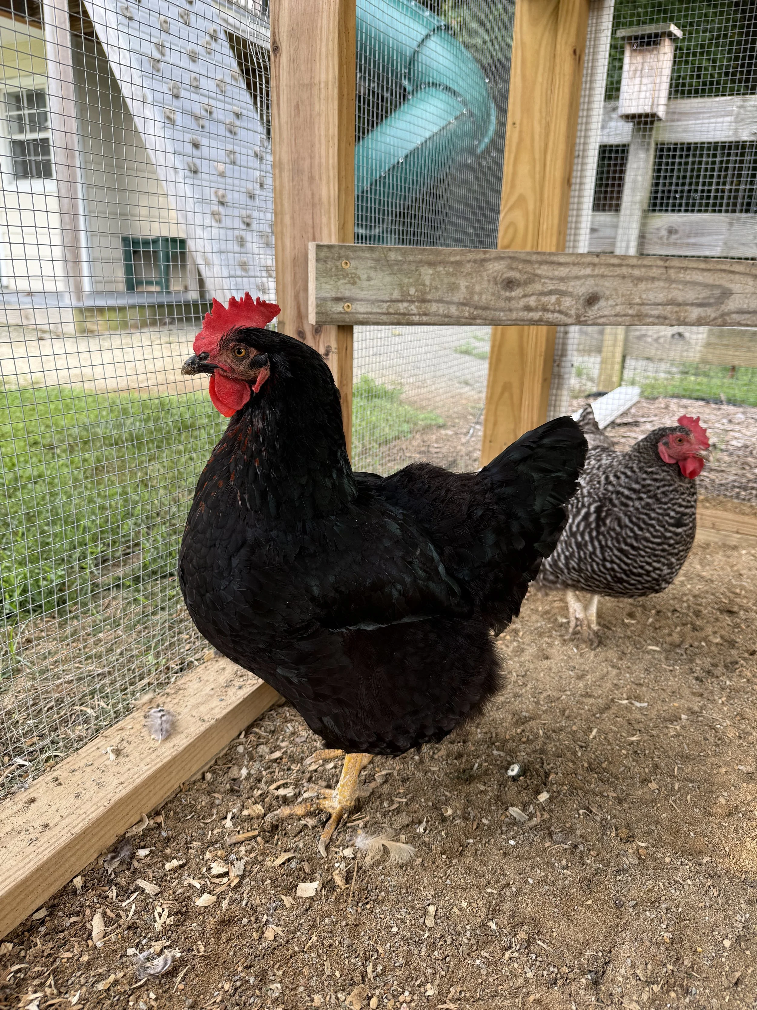 Egg-laying hen with dark feathers and red comb in a chicken enclosure.
