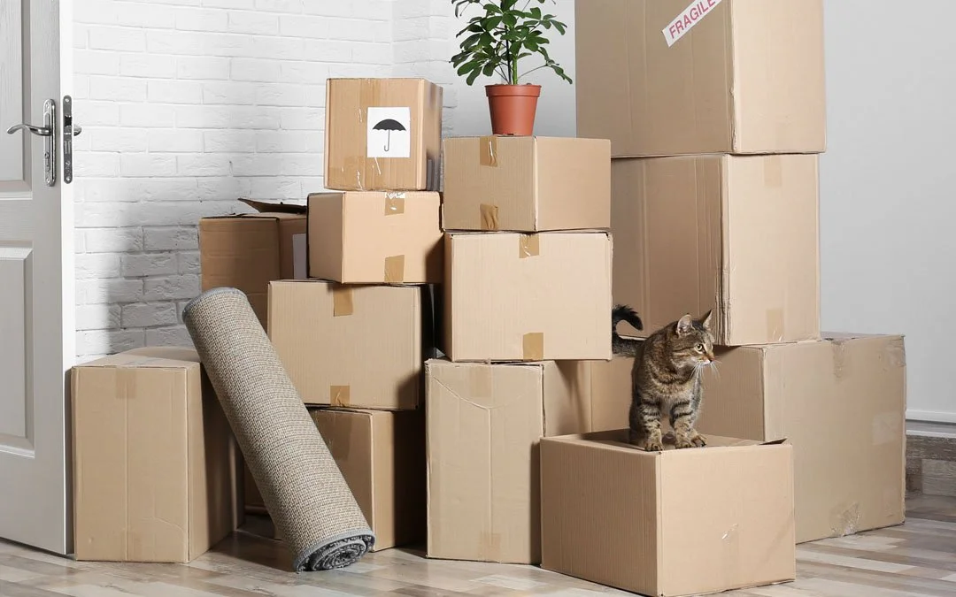 Chat domestique assis sur une boîte en carton parmi plusieurs autres cartons dans une pièce, avec un tapis enroulé à terre et une plante en pot au fond.