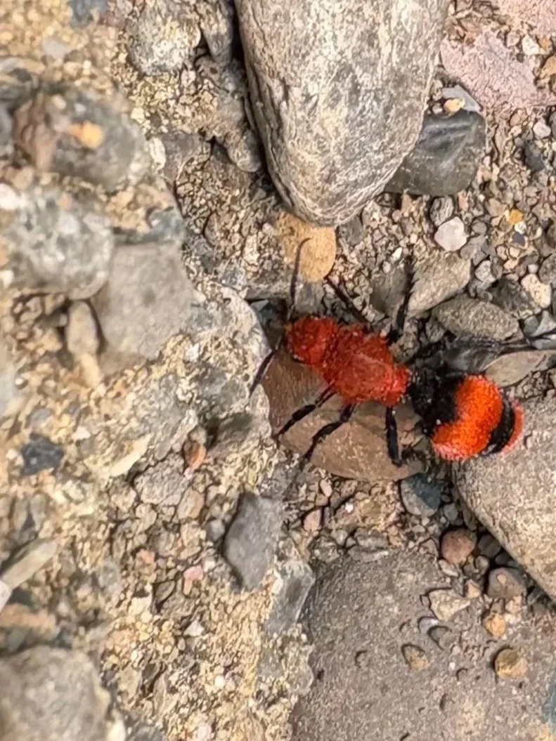 175 Ant Control Service