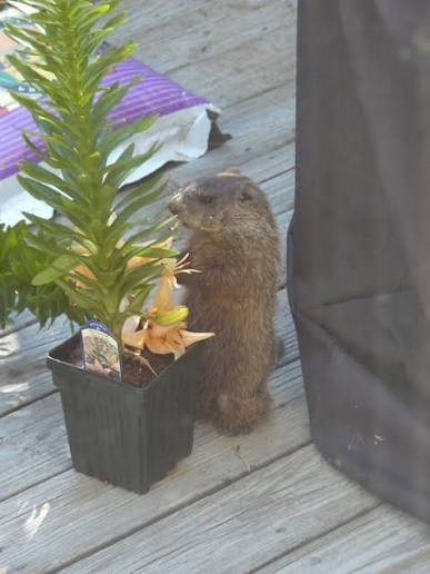 Dutchess County Groundhog Removal Special