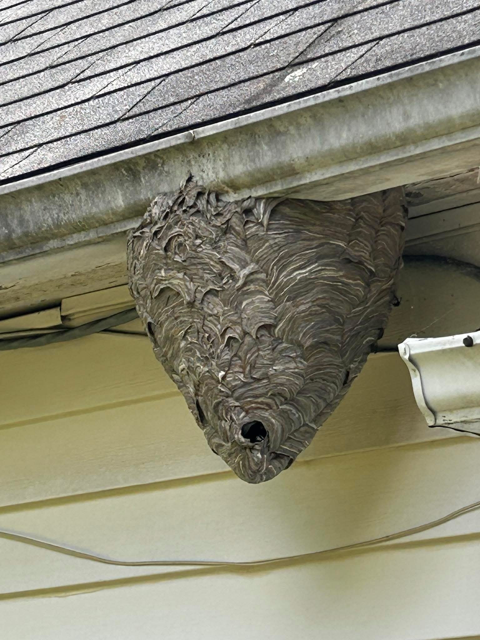 $99 Wasp & Yellow Jacket Special – Dutchess County