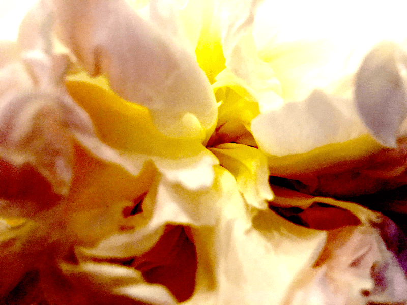 The Alchemy of Love