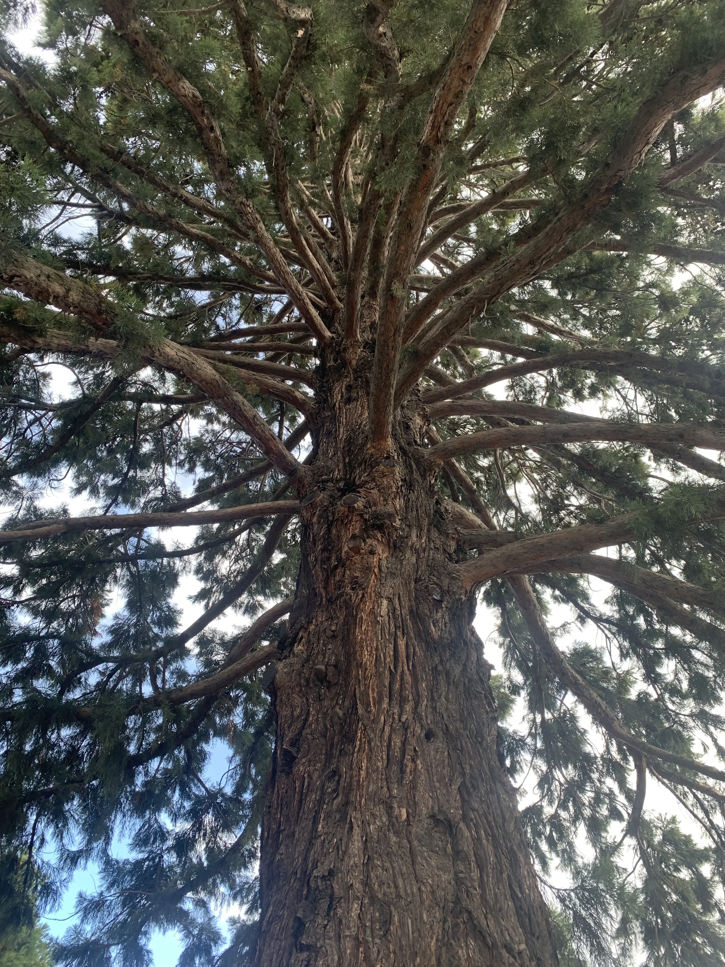 large sequoia/redwood with many extending branches