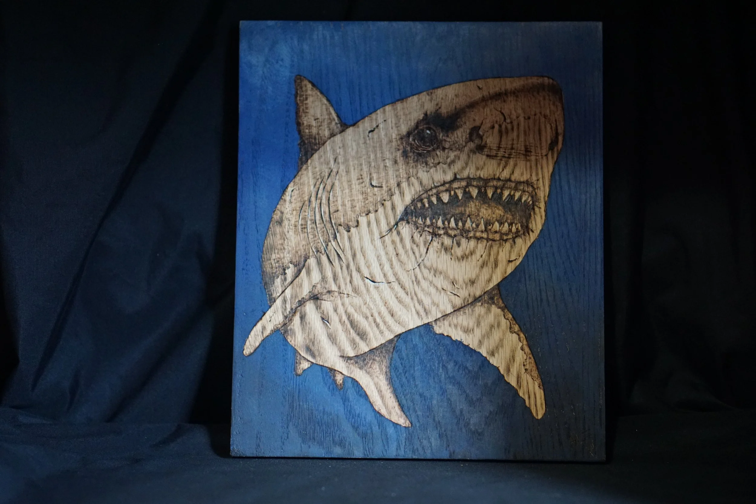 Shark with Blue Backdrop