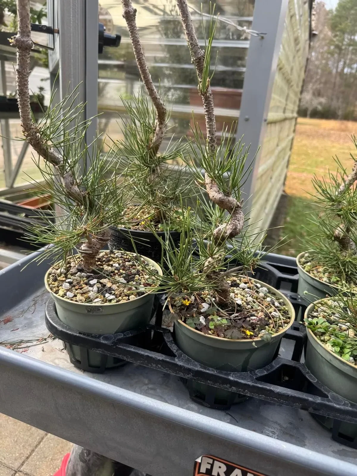 Potted pine trees with twisted trunks in a greenhouse or plant nursery, with a background of glass and outdoor scenery.