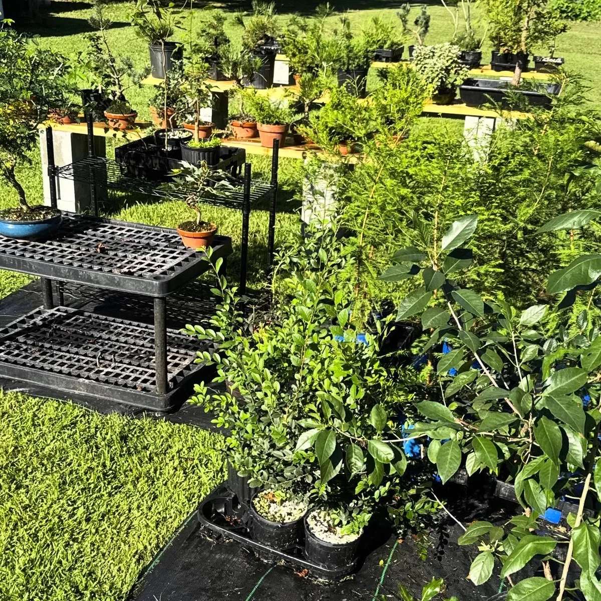 Potted plants and small trees arranged on metal and wooden shelves outdoors on a grassy lawn, with a background of more potted plants and greenery.