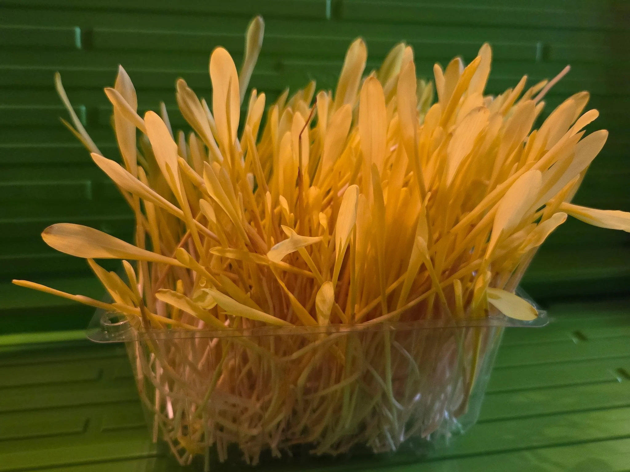 Yellow Popcorn