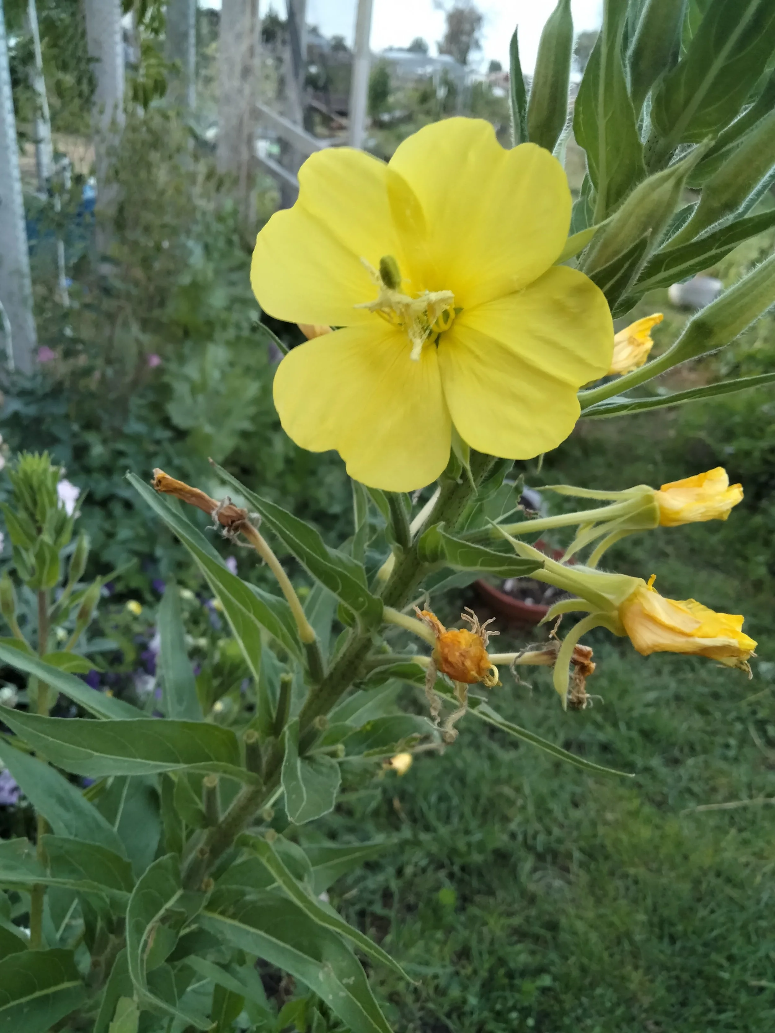yellow open common evening primrose in detail with seed pods and old blossoms visible on the tall chandelier spire