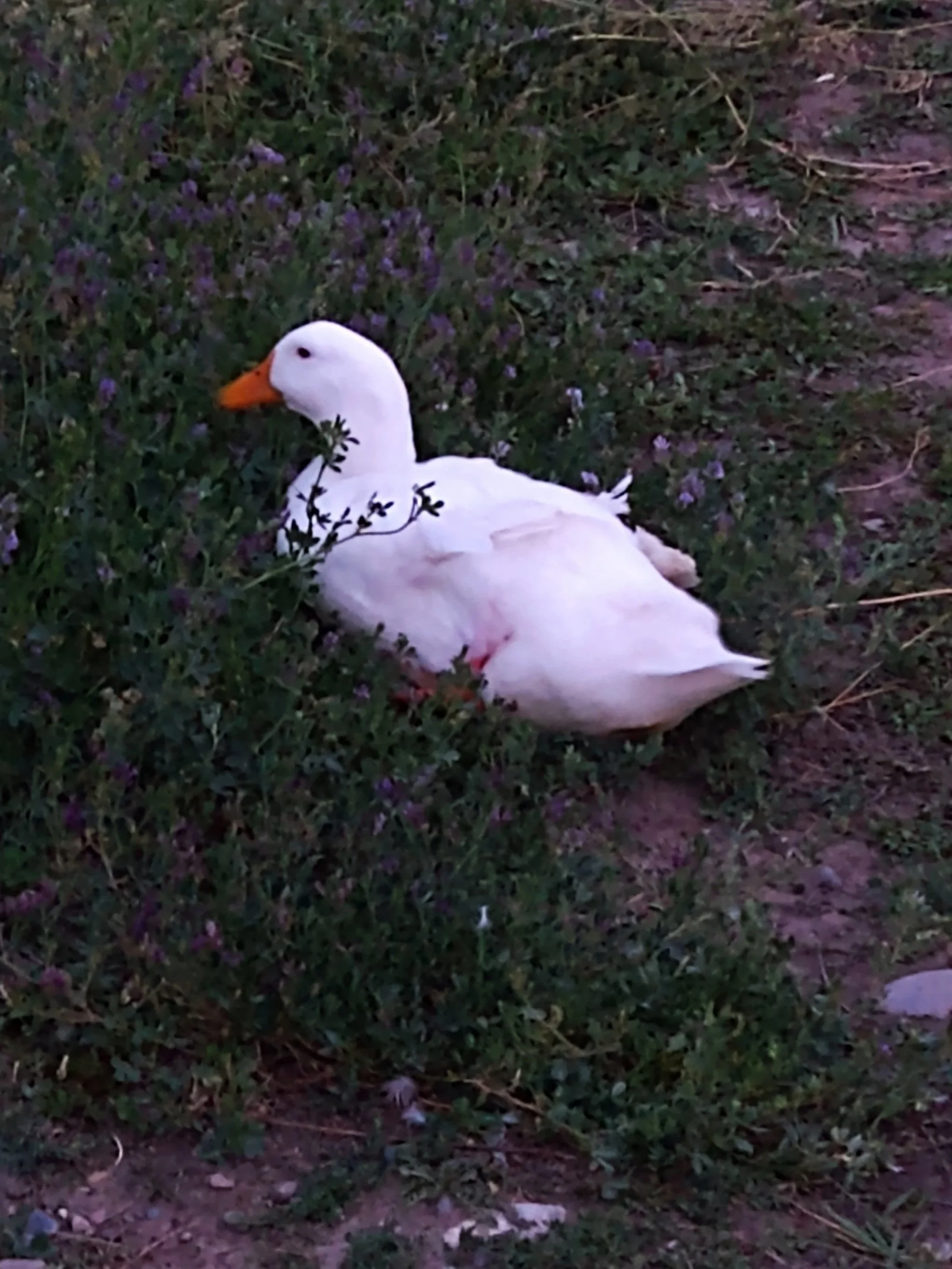 big white duck pekin disabled animal brave gentle yellow bill