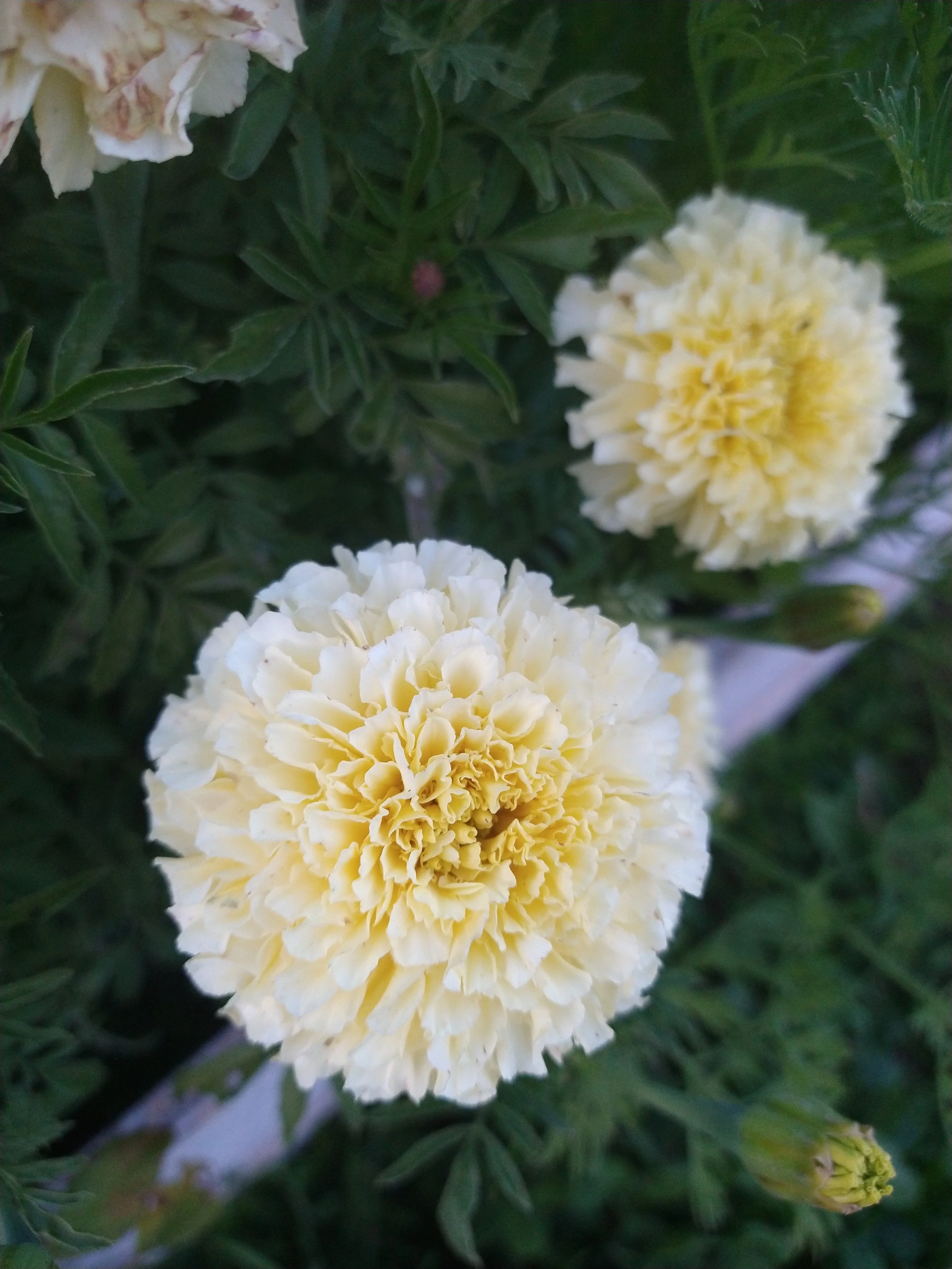 White Marigolds