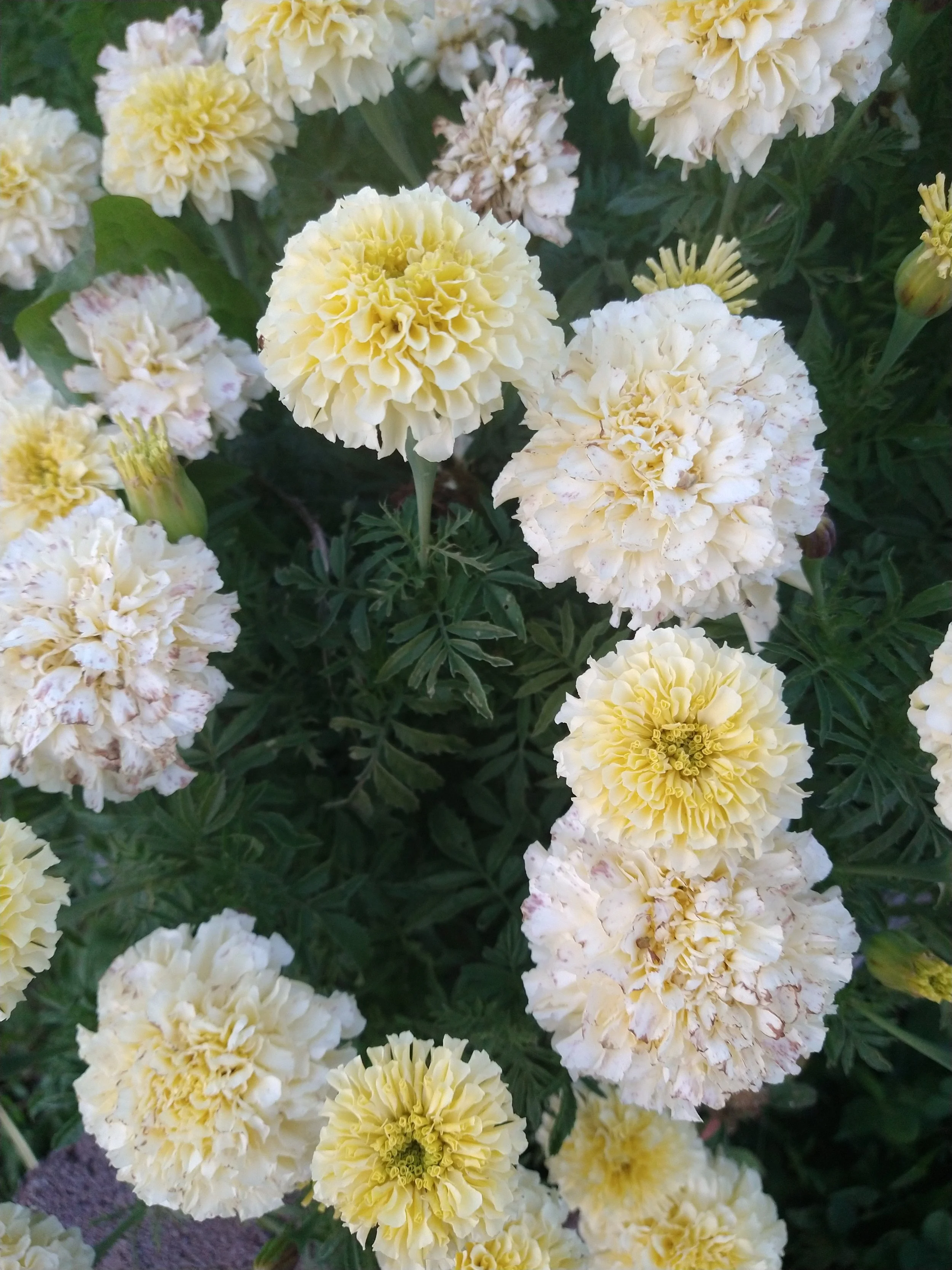 white marigold dense tight flower pollinator attractor
