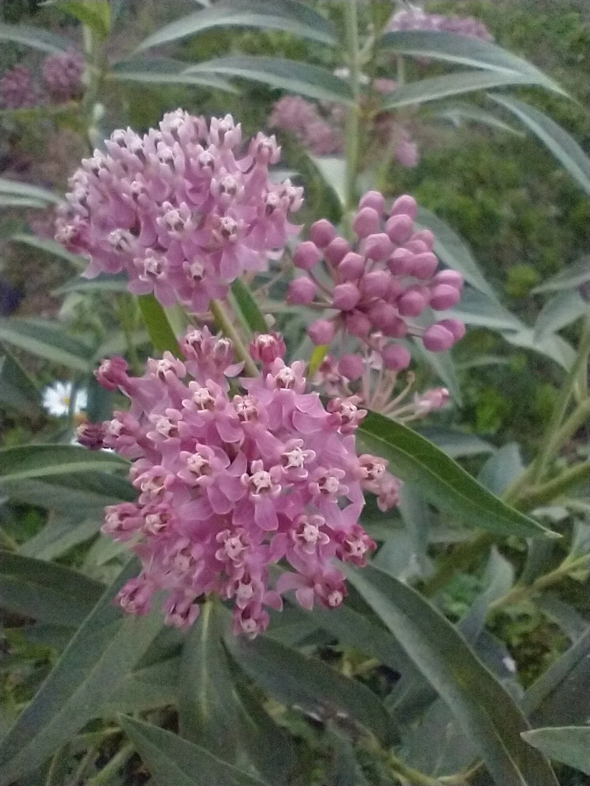 milkweed pink swamp vanilla scented tiny star shaped flowers butterfly host plant perennial highly fragrant