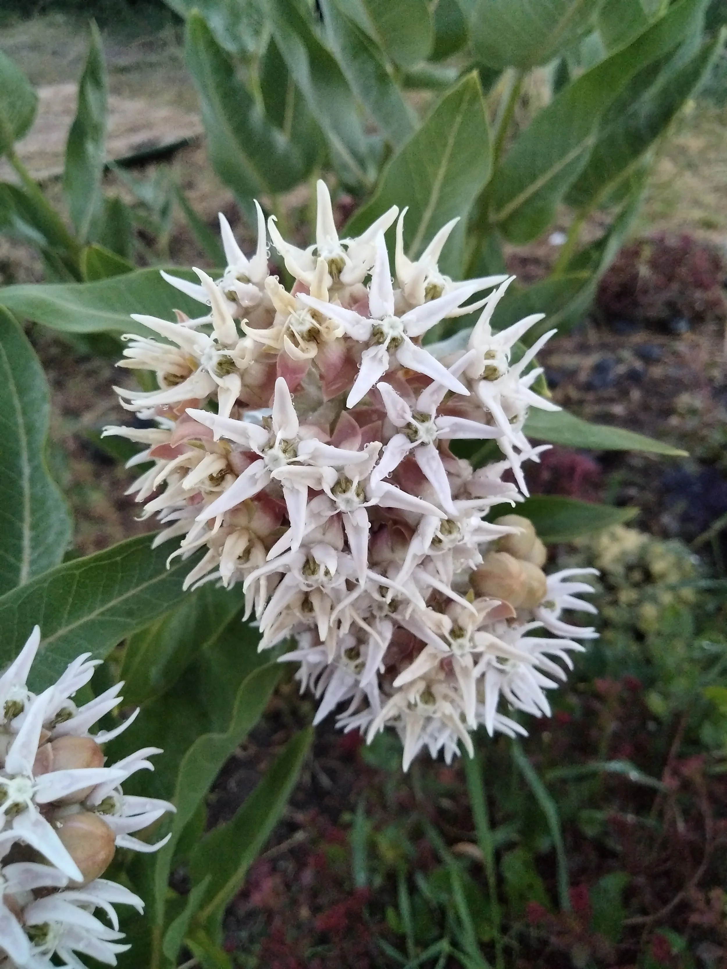 White Showy Milkweed