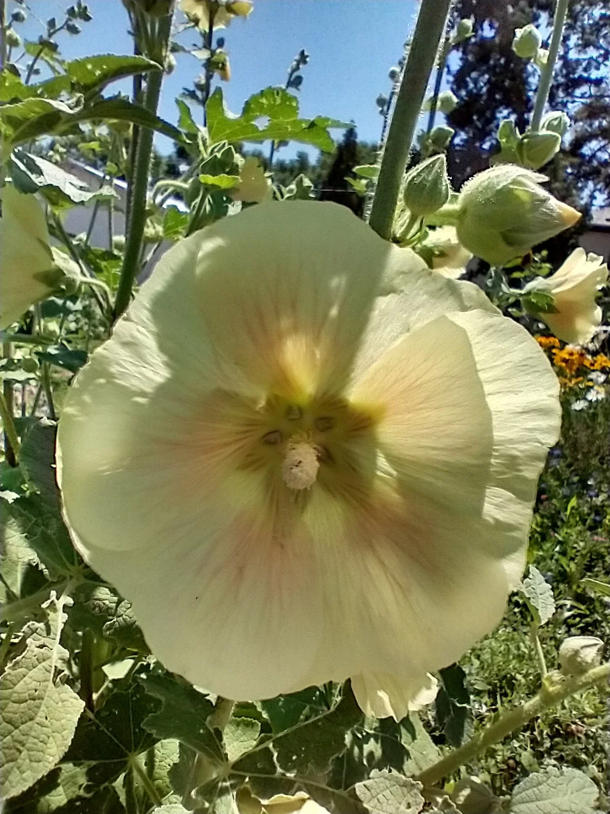 Peaches Hollyhocks