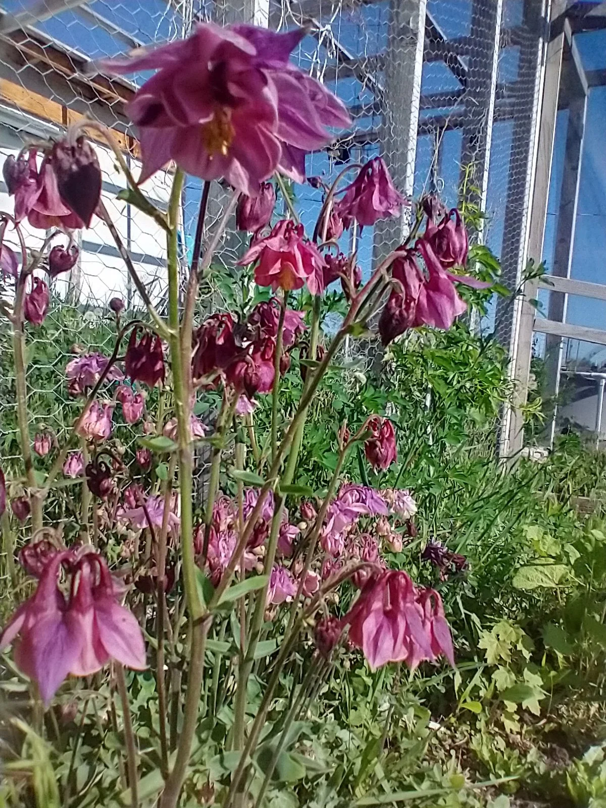 McKana Giant Columbine