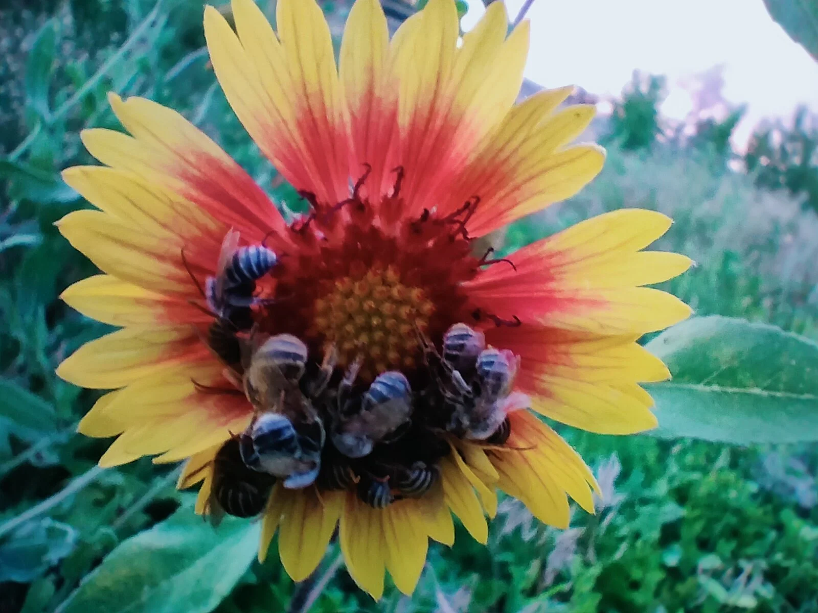 Blanket Flower