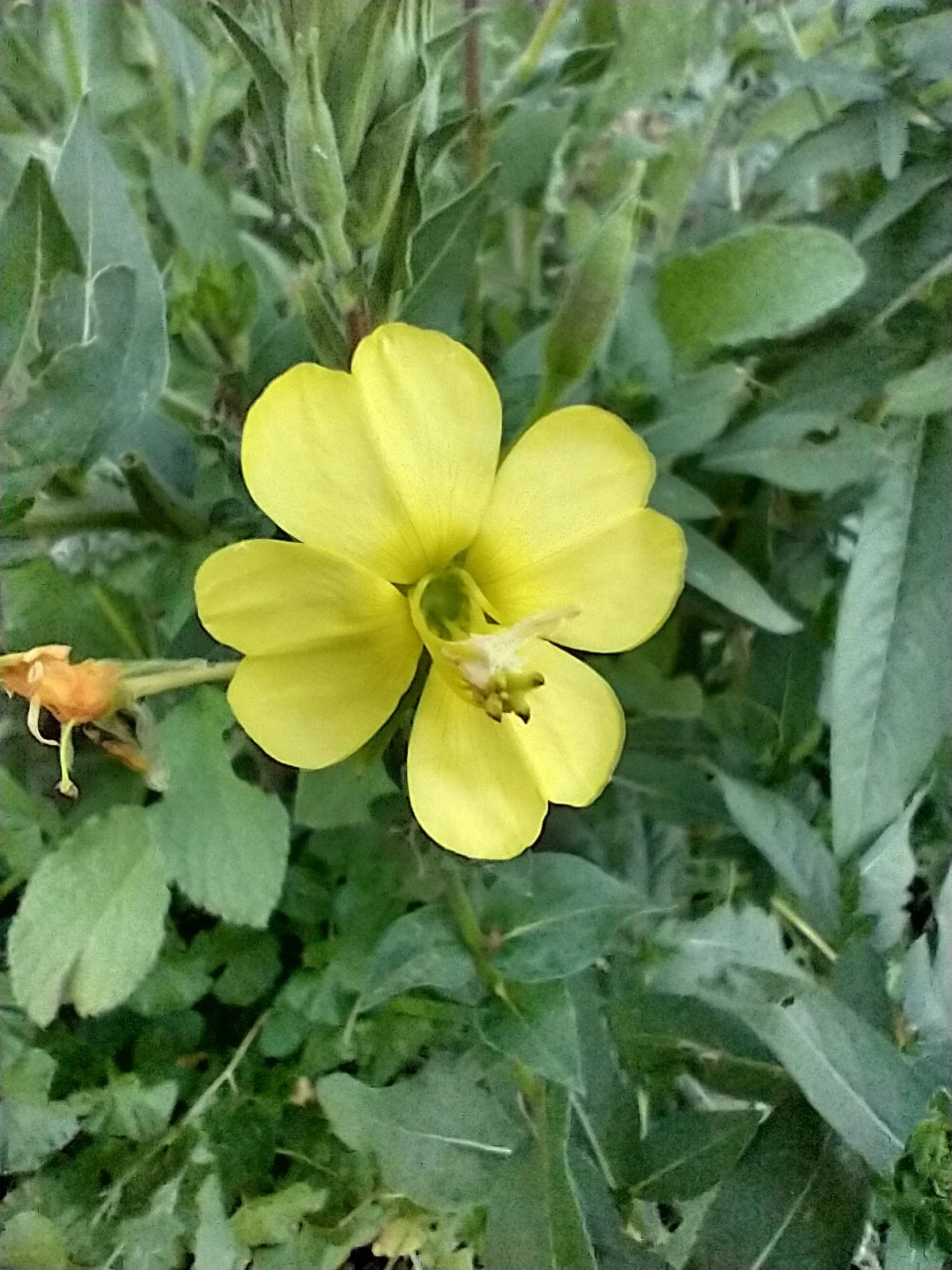 close up view of moon garden ideal common evening primrose flower in full bloom butter yellow flower