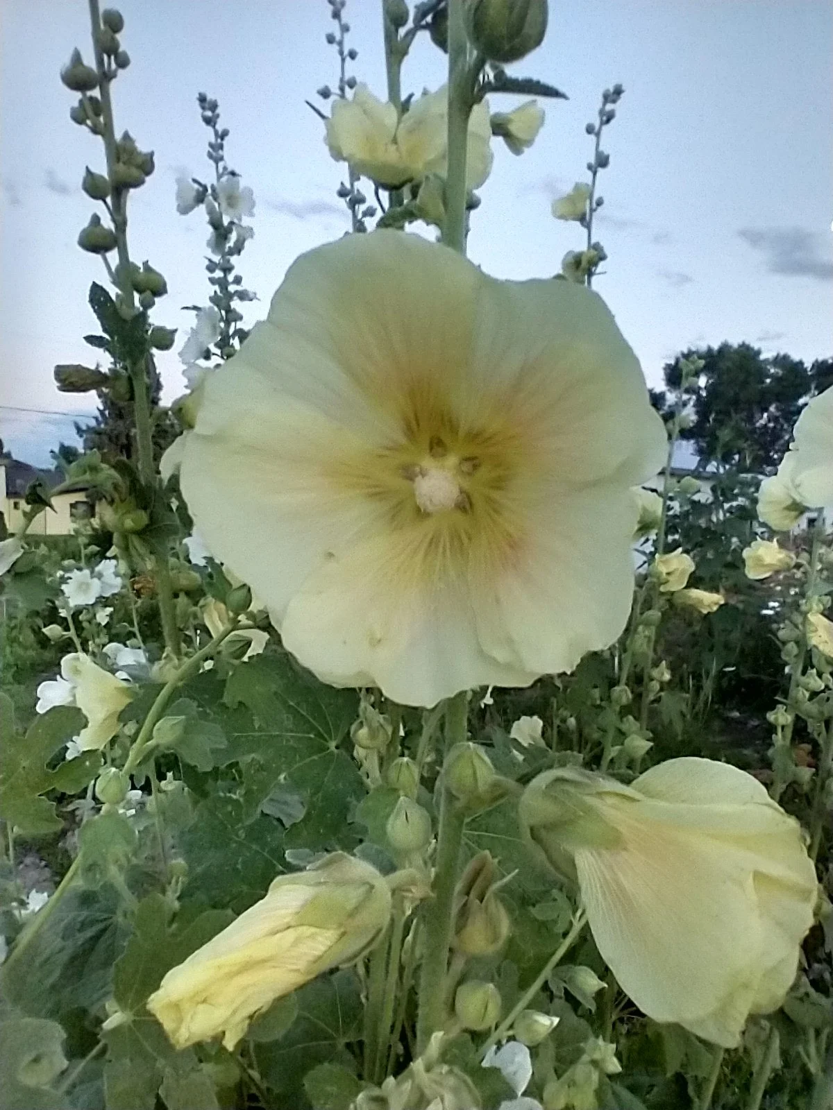 large hollyhock yellow pink peach flower bloom tower stem